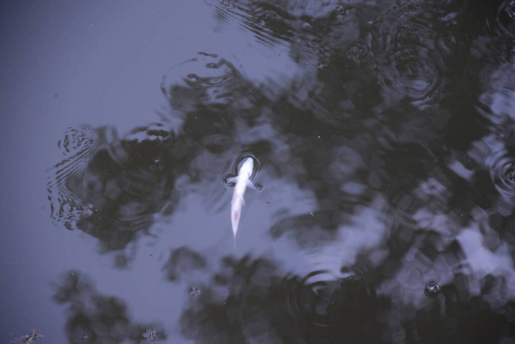 Vijver ziekenhuis Gelderse Vallei wordt voorzien van lucht