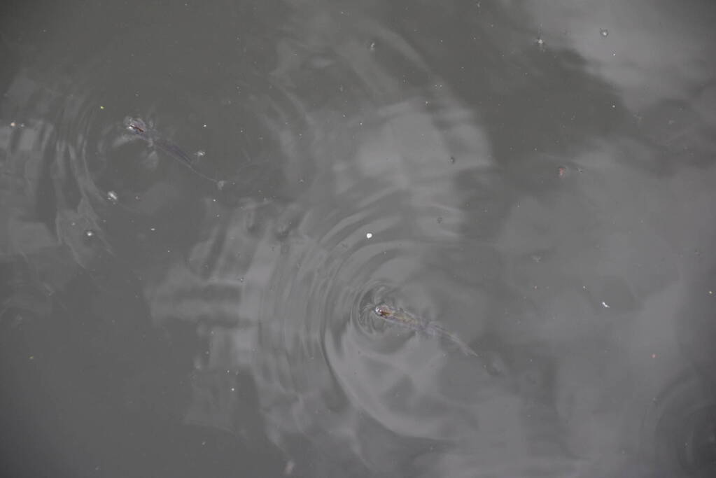 Vijver ziekenhuis Gelderse Vallei wordt voorzien van lucht