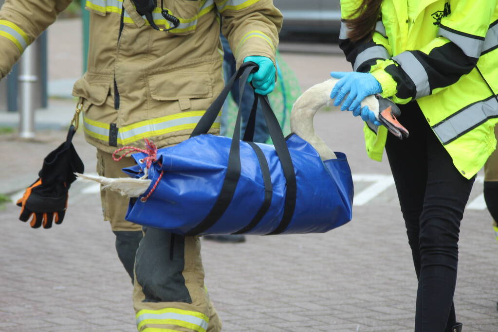 Verzwakte zwaan door brandweer bevrijdt van dakkapel