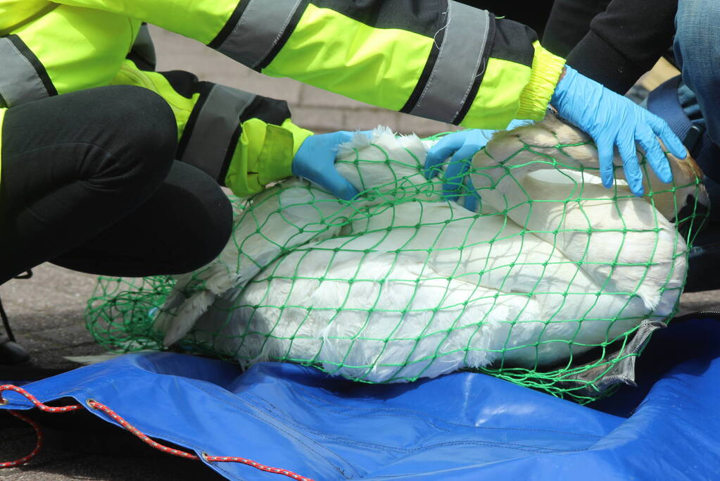 Verzwakte zwaan door brandweer bevrijdt van dakkapel