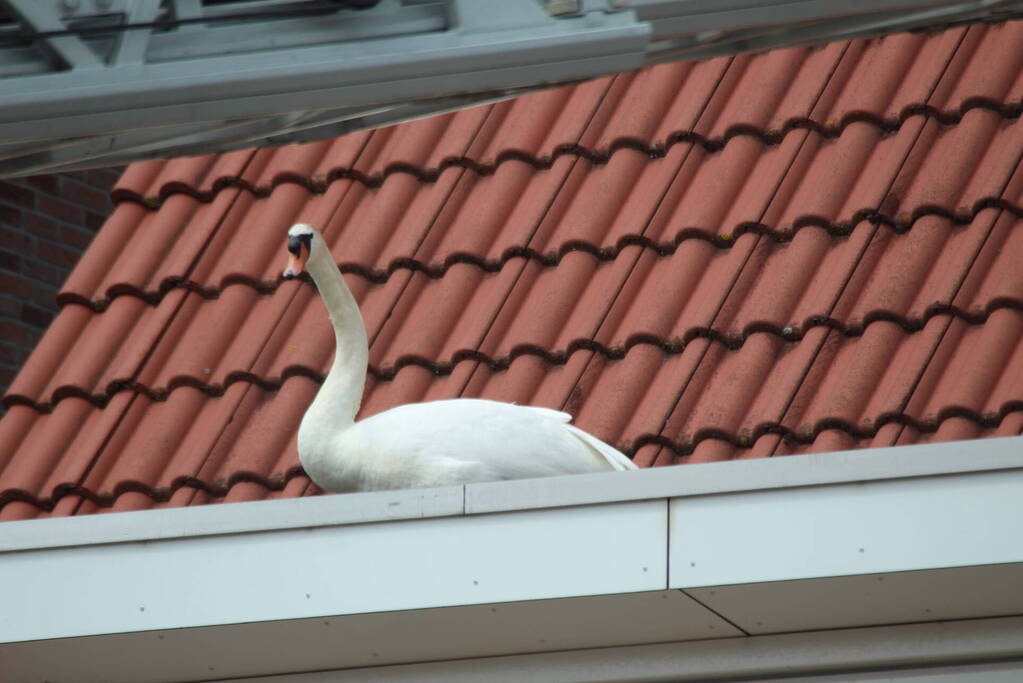 Verzwakte zwaan door brandweer bevrijdt van dakkapel