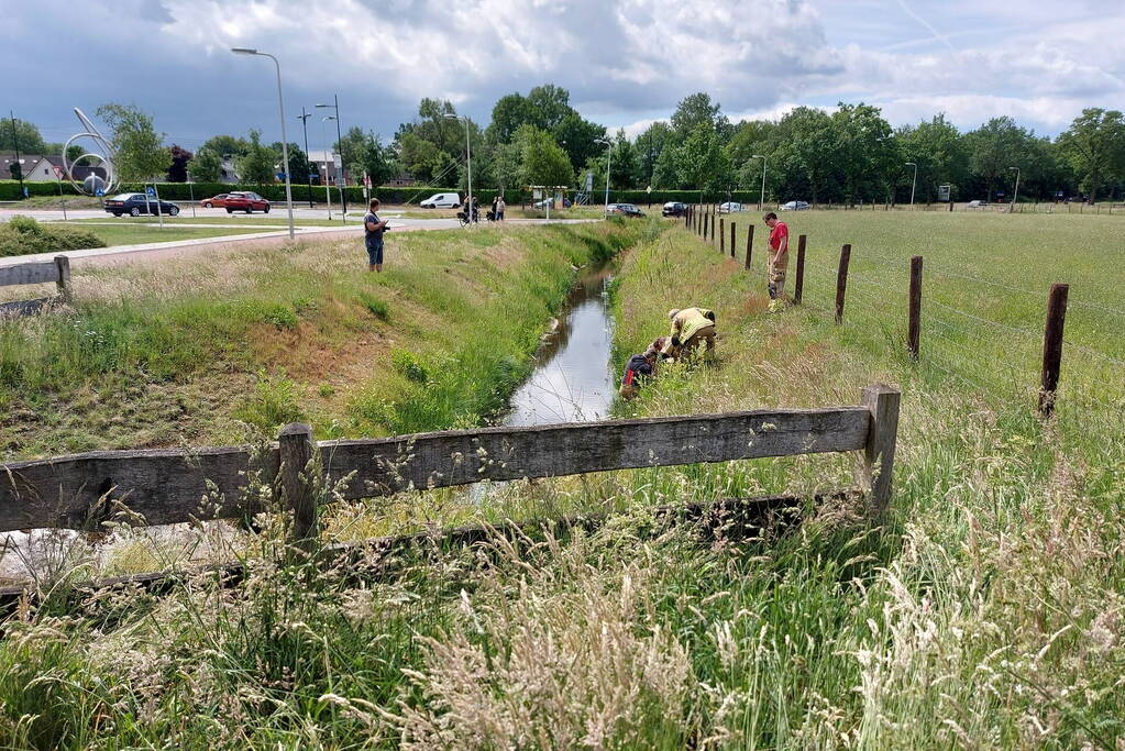 Visdraad brengt eend in problemen