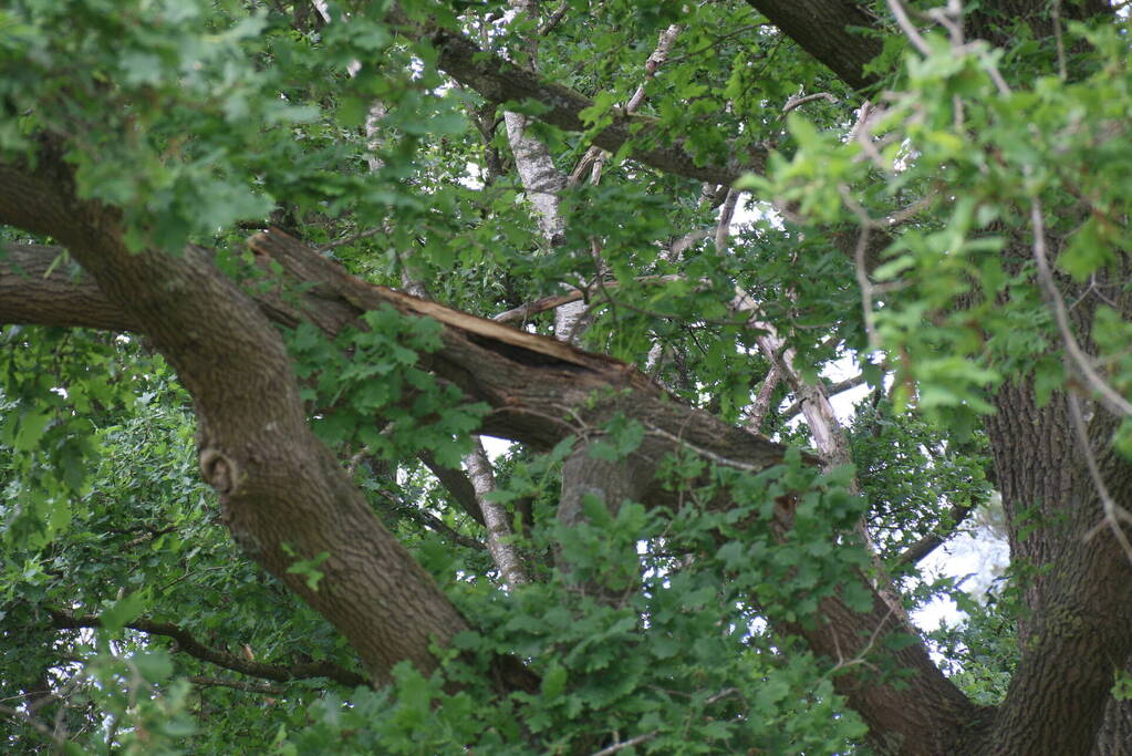 Brandweer ingezet voor afgebroken tak