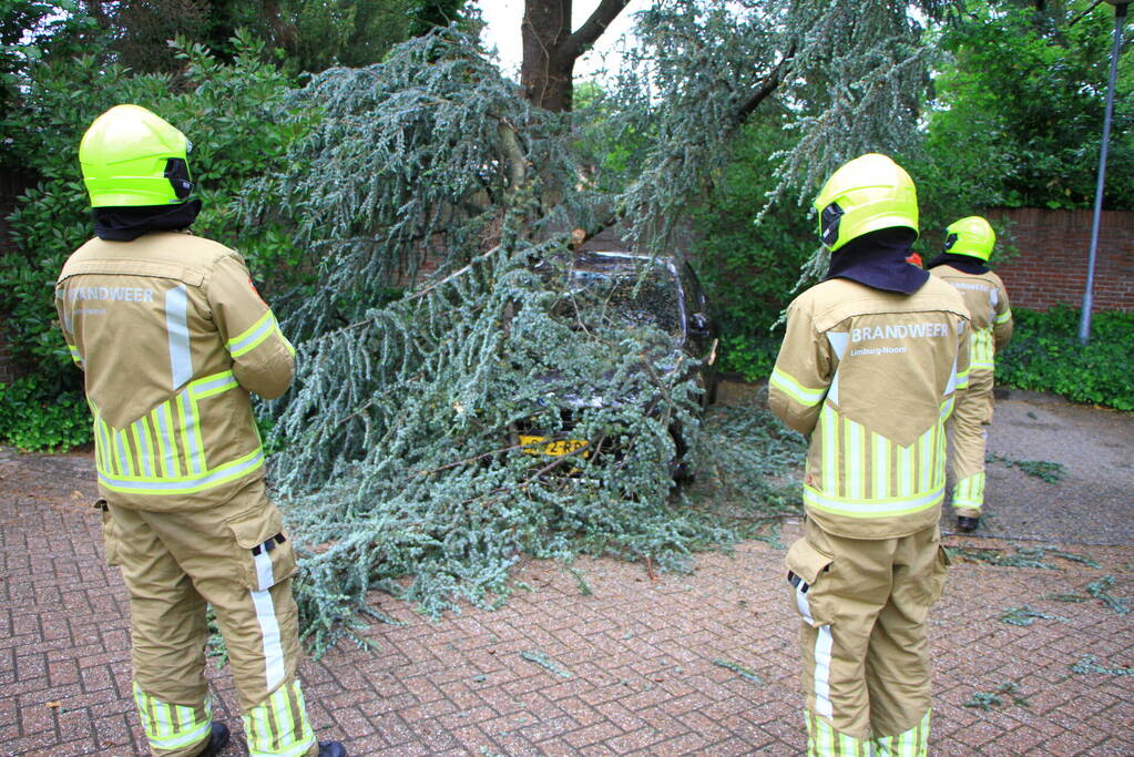 Enorme tak valt op geparkeerde auto