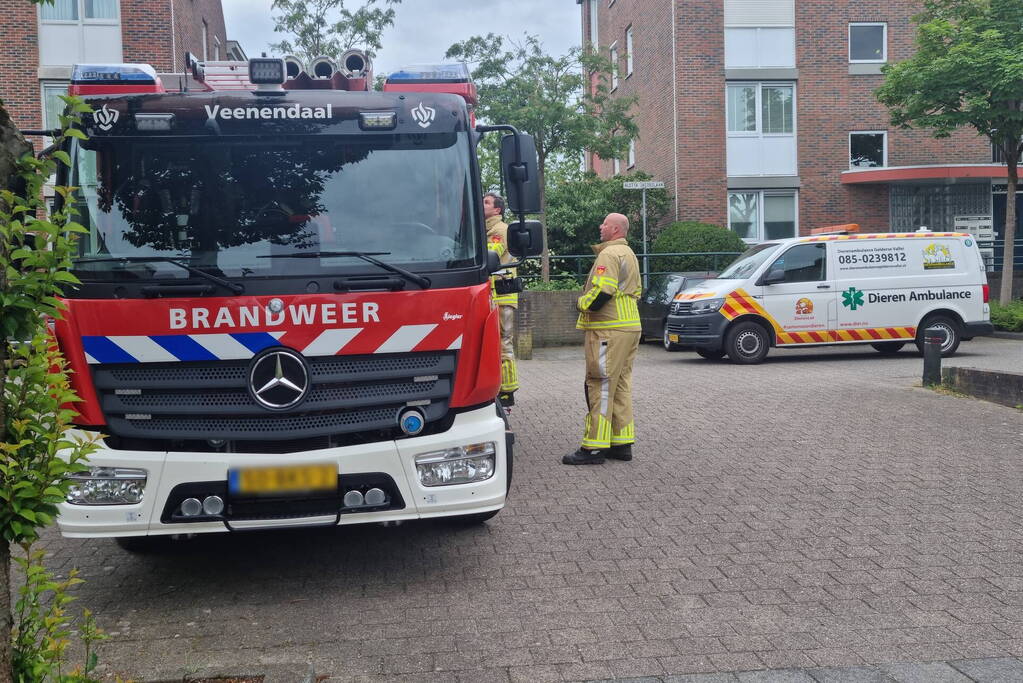 Eendjes herenigd met moeder eend