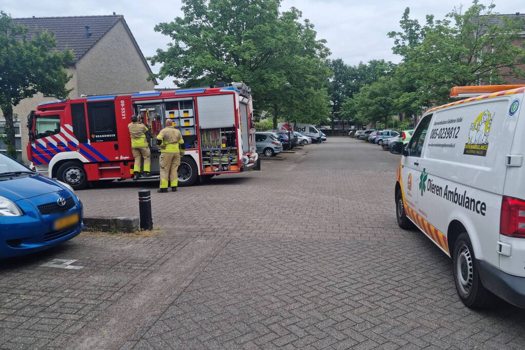 Eendjes herenigd met moeder eend