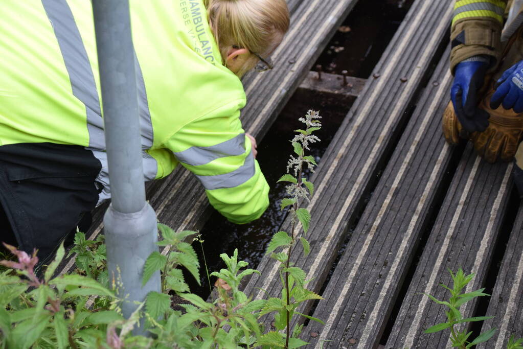 Eendjes herenigd met moeder eend