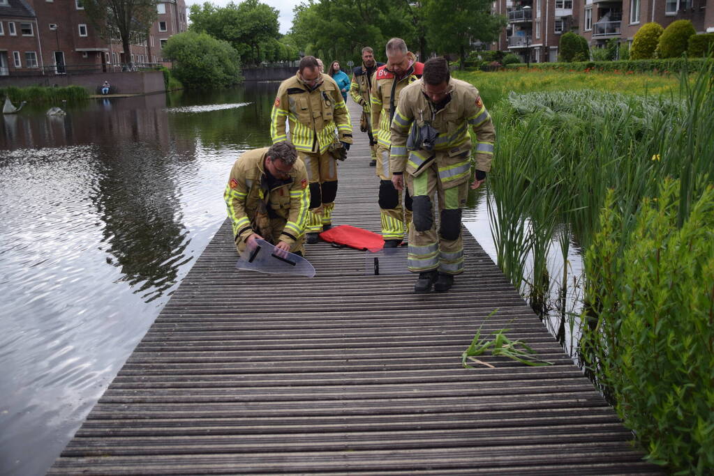 Eendjes herenigd met moeder eend