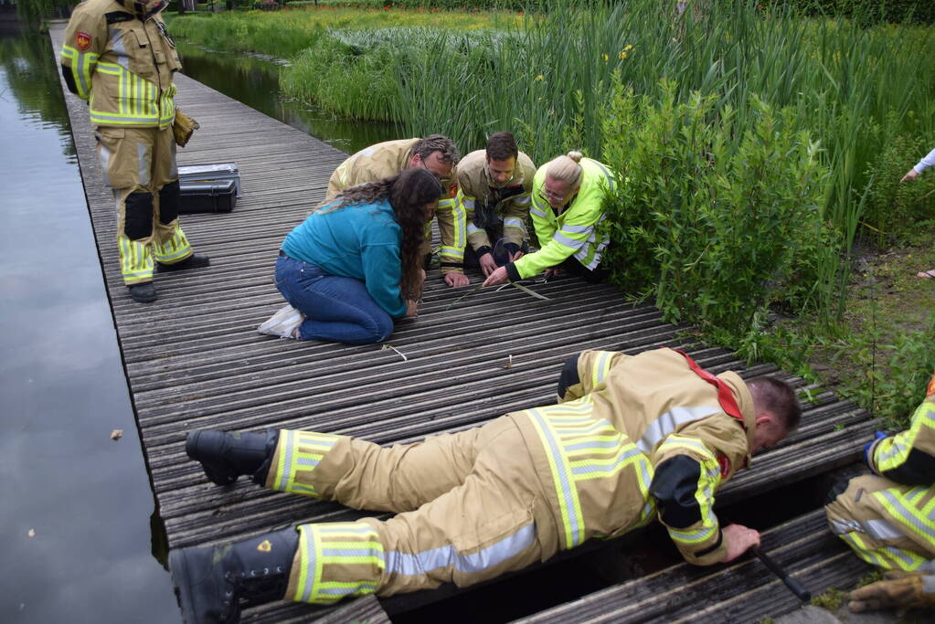 Eendjes herenigd met moeder eend