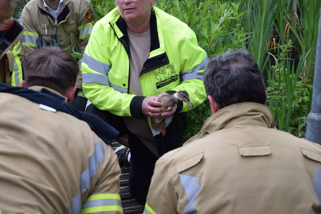 Eendjes herenigd met moeder eend