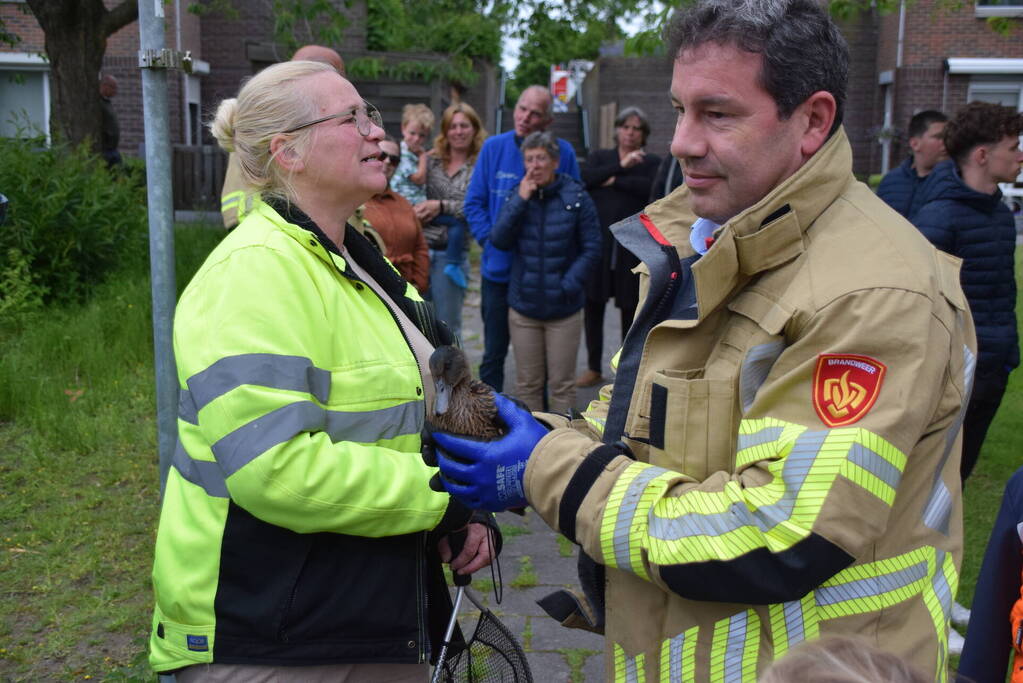 Eendjes herenigd met moeder eend