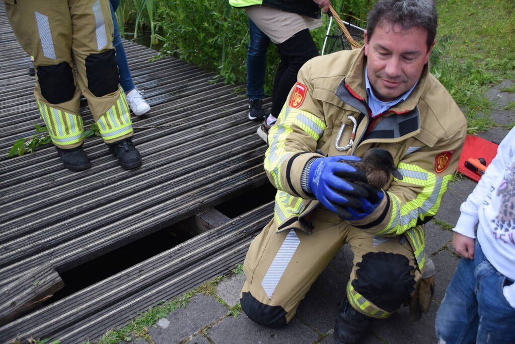 Eendjes herenigd met moeder eend