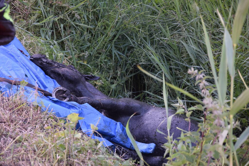 Brandweer redt paard uit de sloot