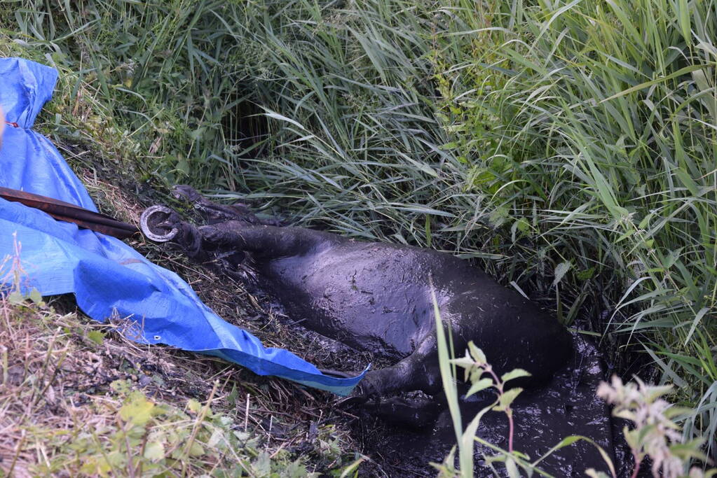 Brandweer redt paard uit de sloot