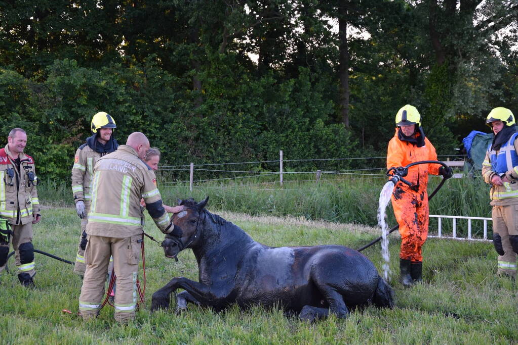 Brandweer redt paard uit de sloot