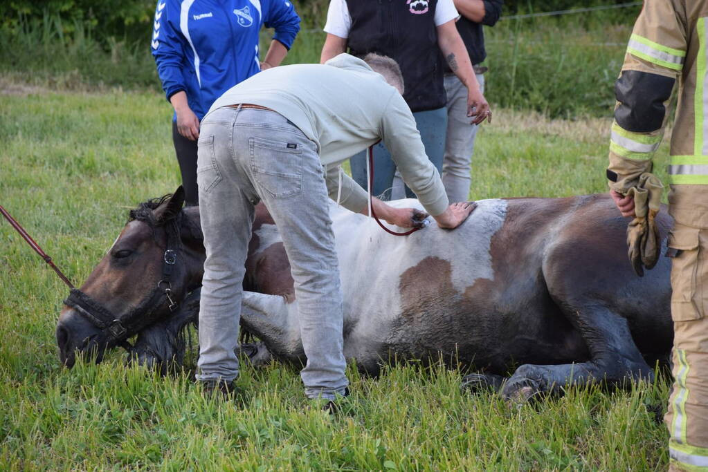 Brandweer redt paard uit de sloot