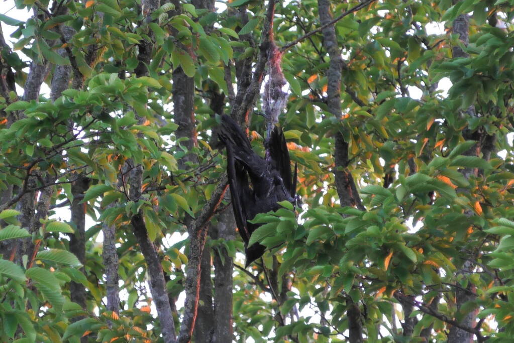 Brandweer redt kraai uit boom