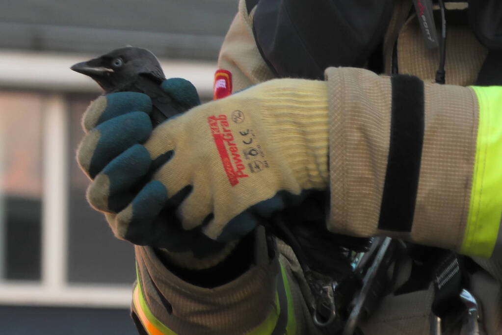 Brandweer redt kraai uit boom