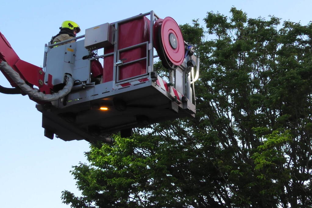 Brandweer redt kraai uit boom