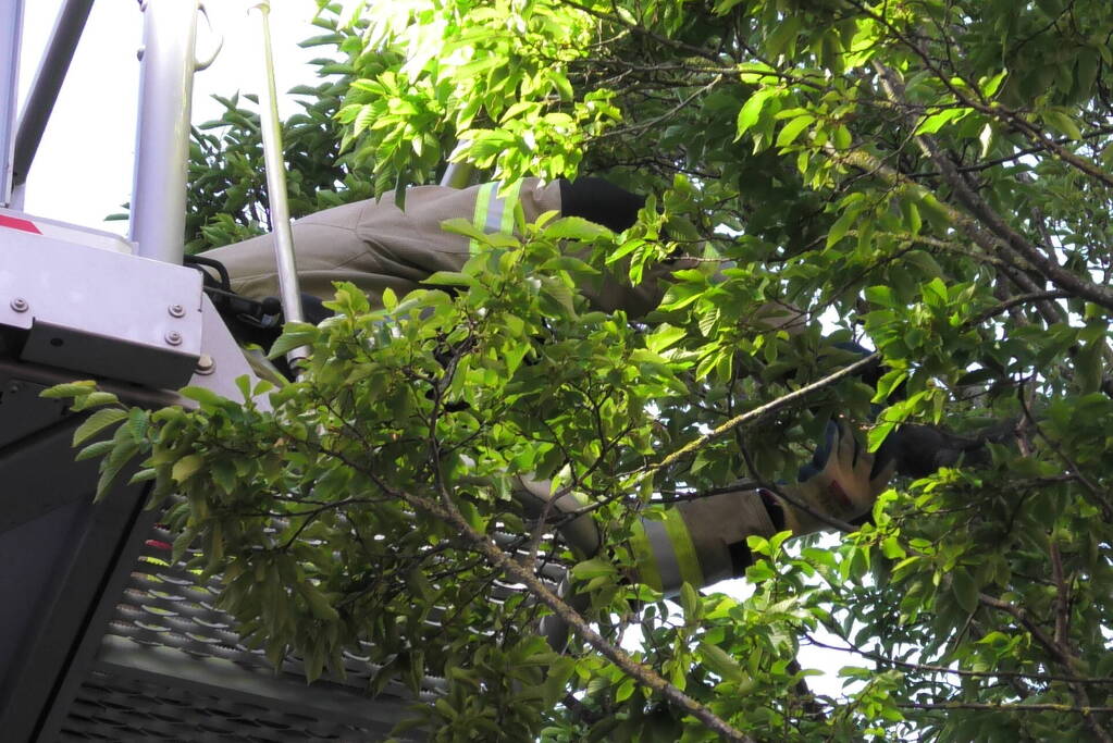 Brandweer redt kraai uit boom