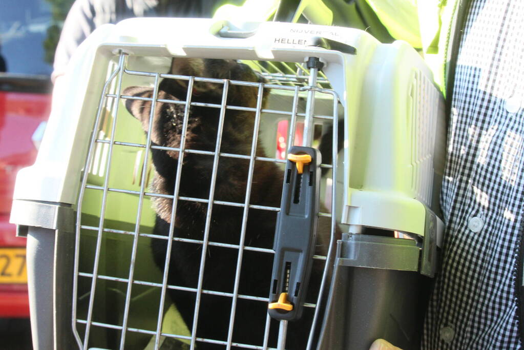 Kat door brandweermannen uit boom gehaald