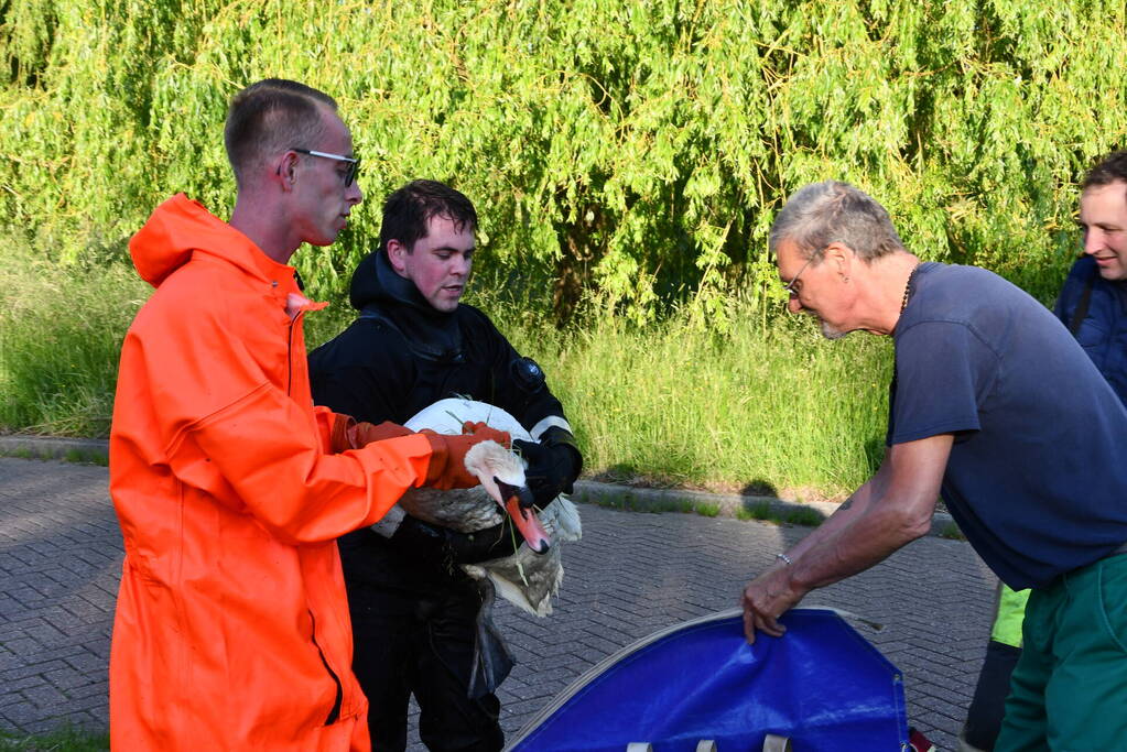Zwaan raakt verstrikt in visdraad met dobber