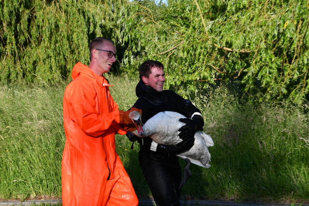 Zwaan raakt verstrikt in visdraad met dobber