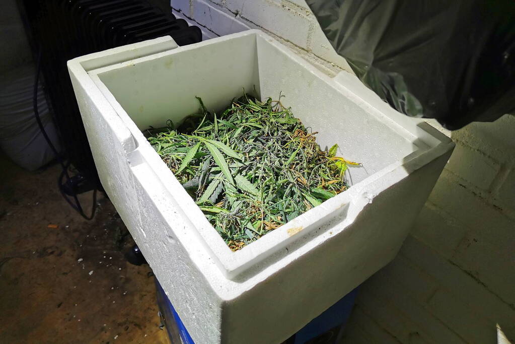 Politie ontdekt hennepplanten in kelder van woningen