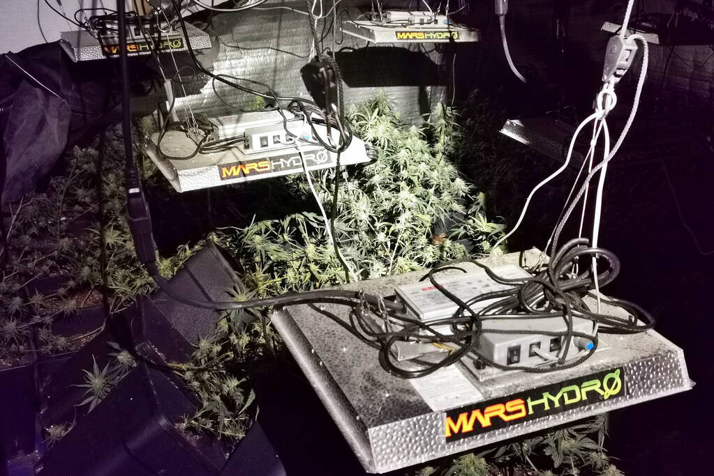 Politie ontdekt hennepplanten in kelder van woningen