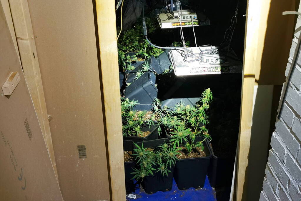 Politie ontdekt hennepplanten in kelder van woningen