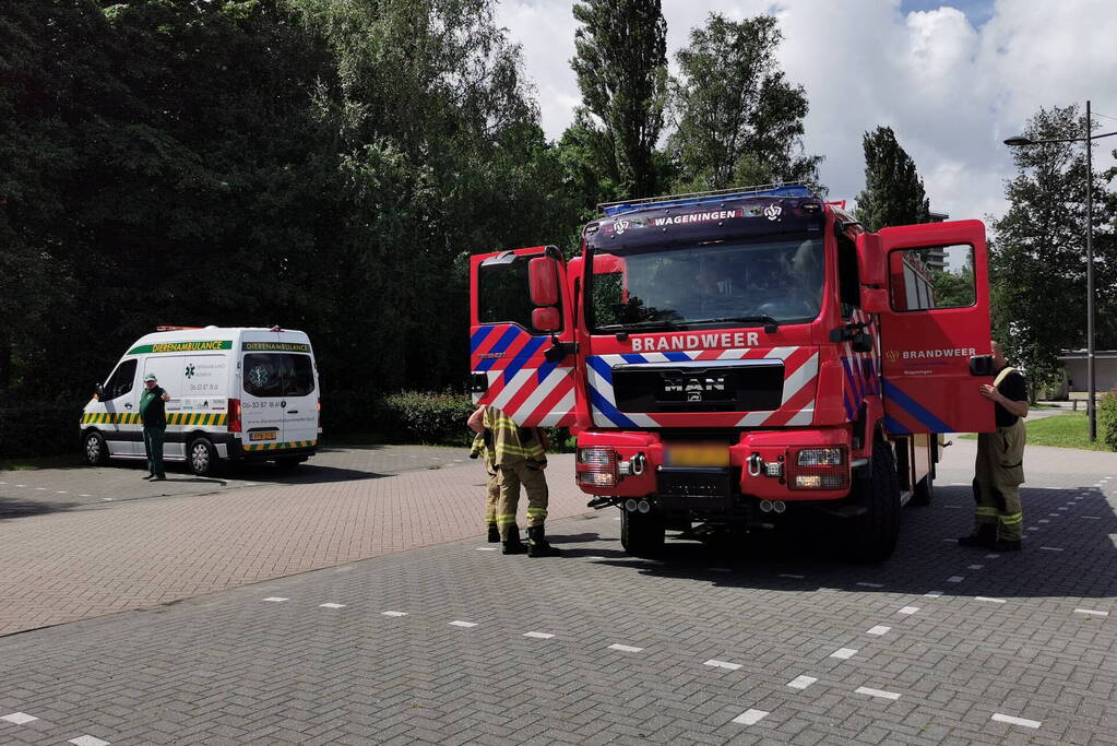 Baby eendjes uit een put gevist