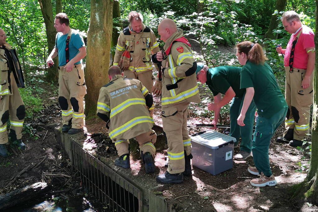 Baby eendjes uit een put gevist