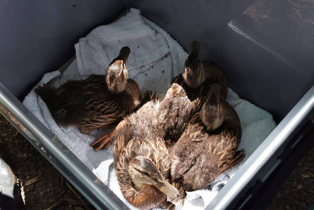 Baby eendjes uit een put gevist