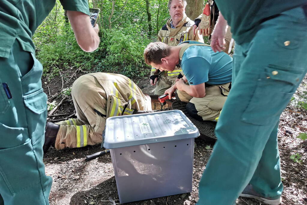 Baby eendjes uit een put gevist
