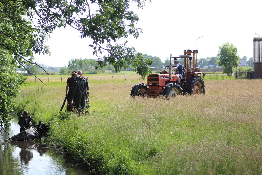 Een te water geraakte koe uit het water gehaald
