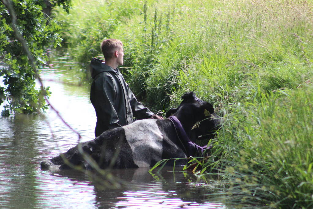 Een te water geraakte koe uit het water gehaald