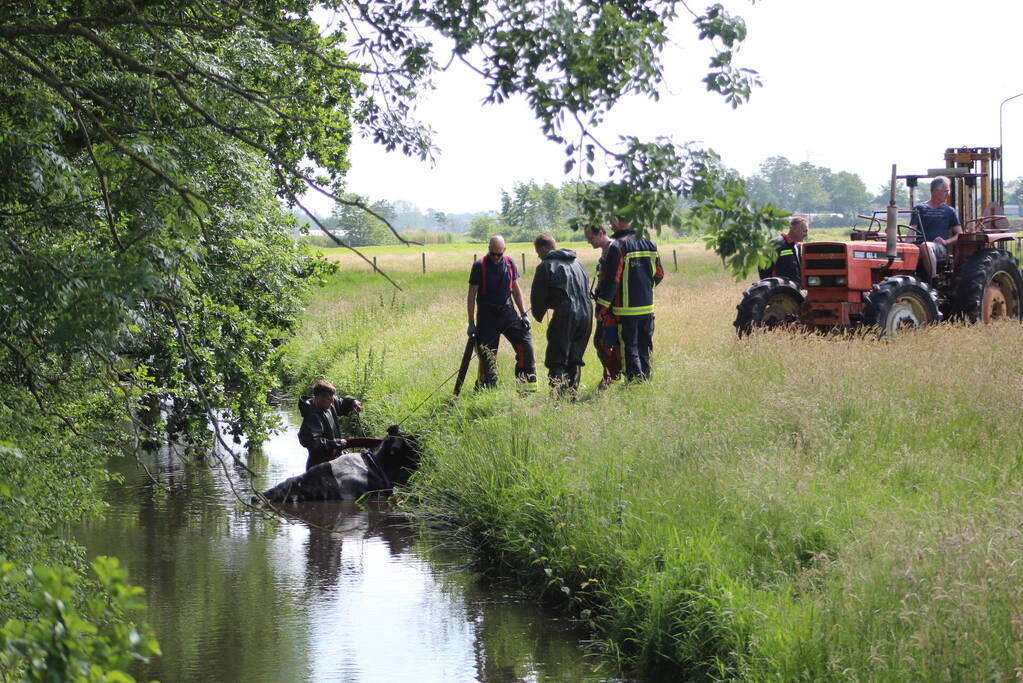 Een te water geraakte koe uit het water gehaald