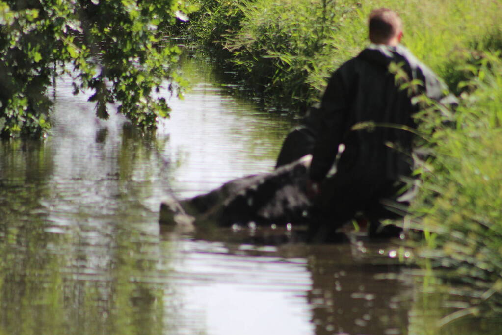 Een te water geraakte koe uit het water gehaald