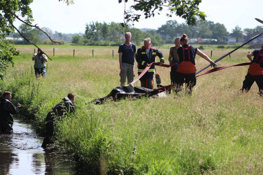 Een te water geraakte koe uit het water gehaald