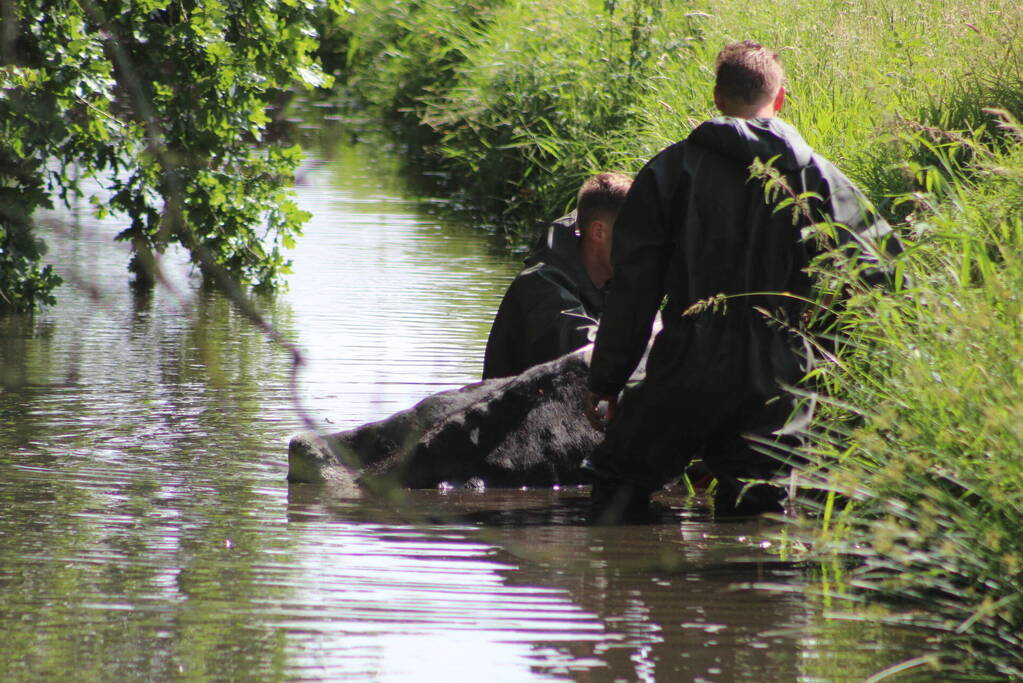 Een te water geraakte koe uit het water gehaald