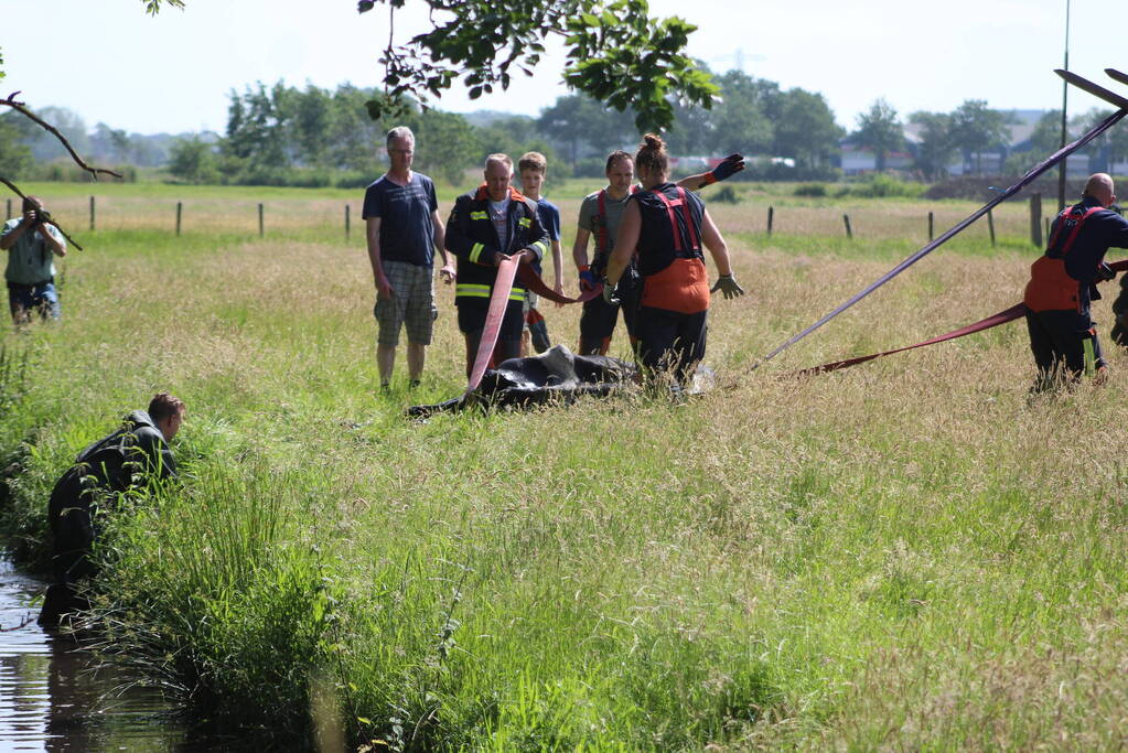 Een te water geraakte koe uit het water gehaald