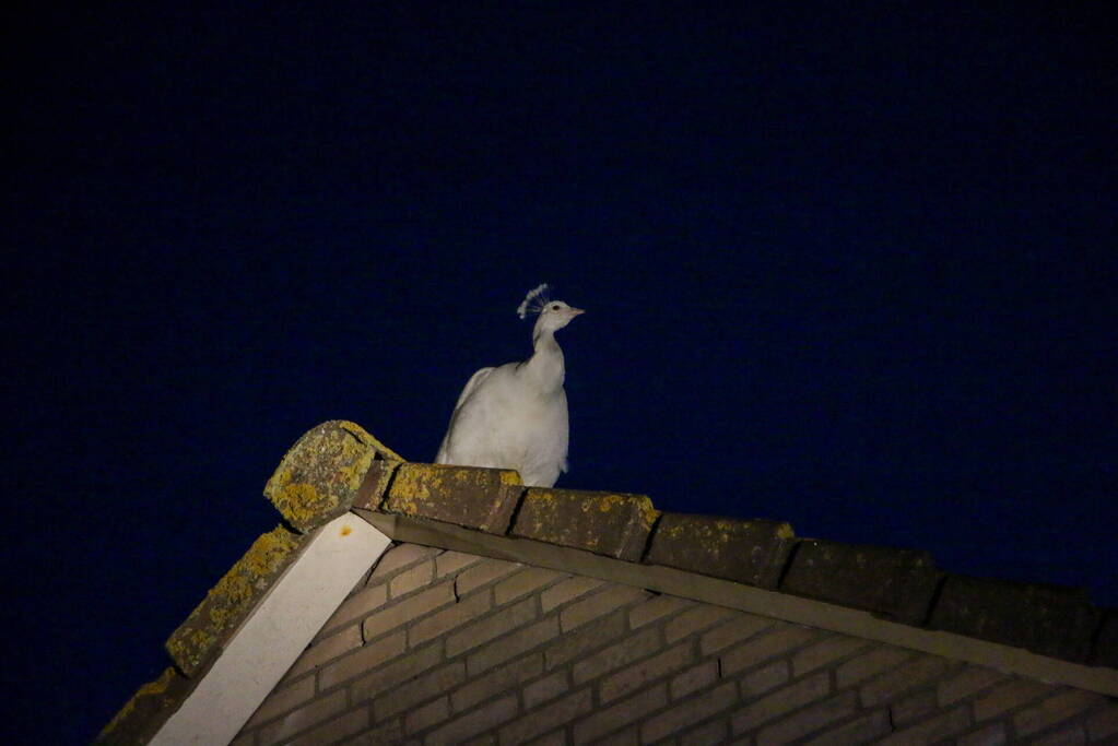 Pauw zoekt het hoger op en zit vast op het dak