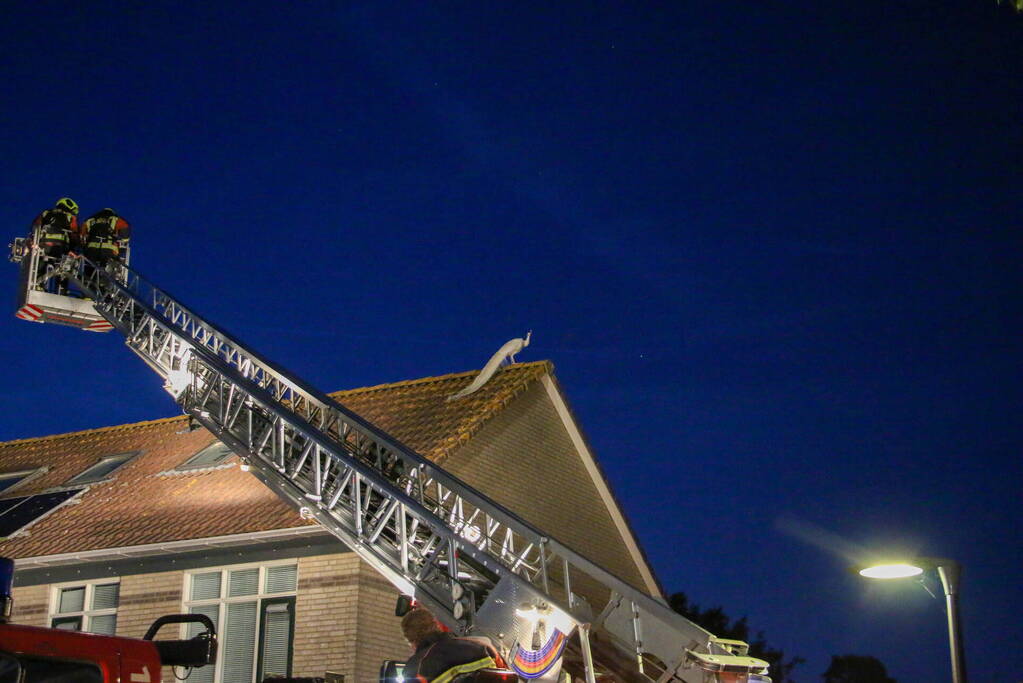 Pauw zoekt het hoger op en zit vast op het dak