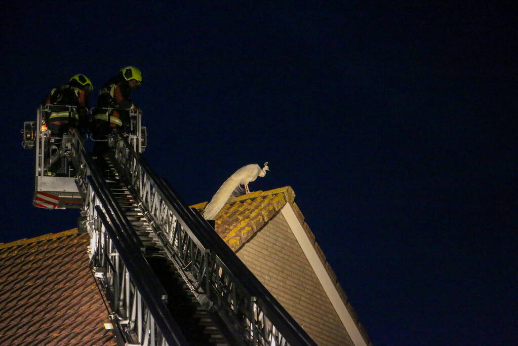 Pauw zoekt het hoger op en zit vast op het dak