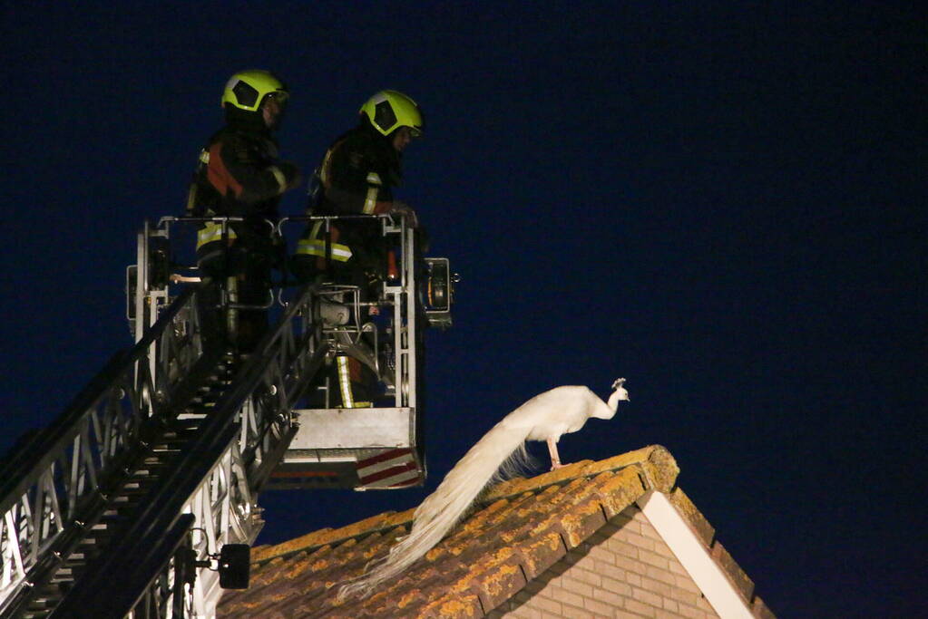 Pauw zoekt het hoger op en zit vast op het dak