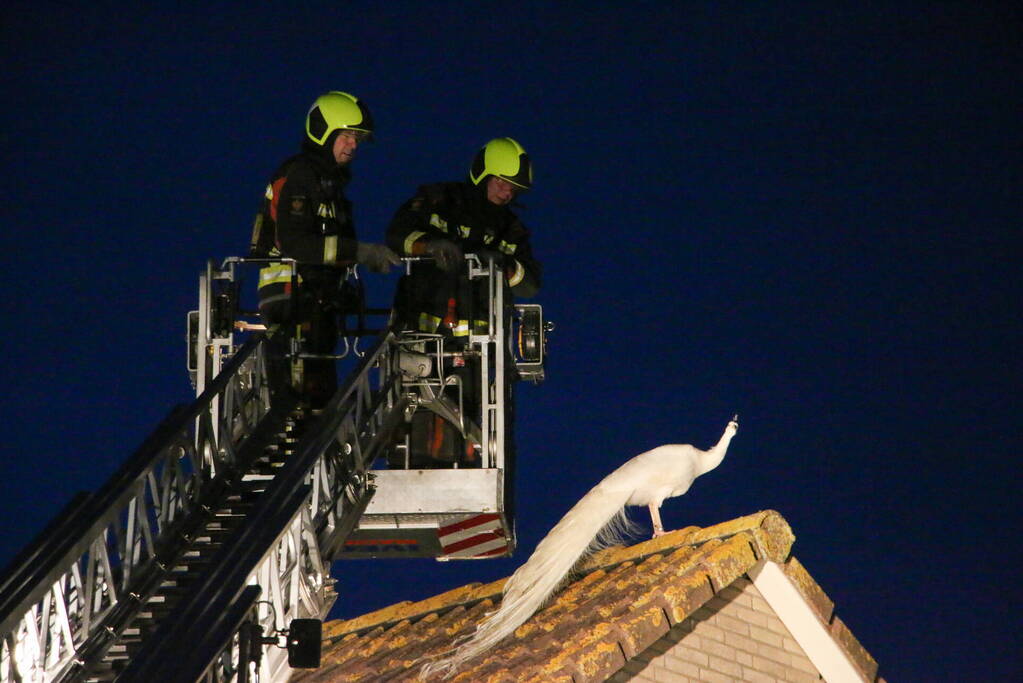 Pauw zoekt het hoger op en zit vast op het dak