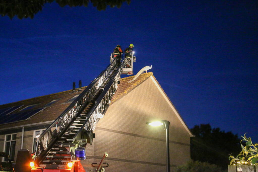 Pauw zoekt het hoger op en zit vast op het dak