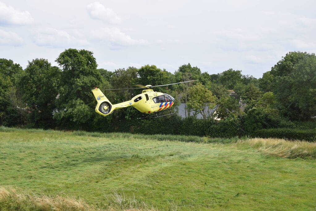 Duiker gereanimeerd na onwelwordig in Grevelingen