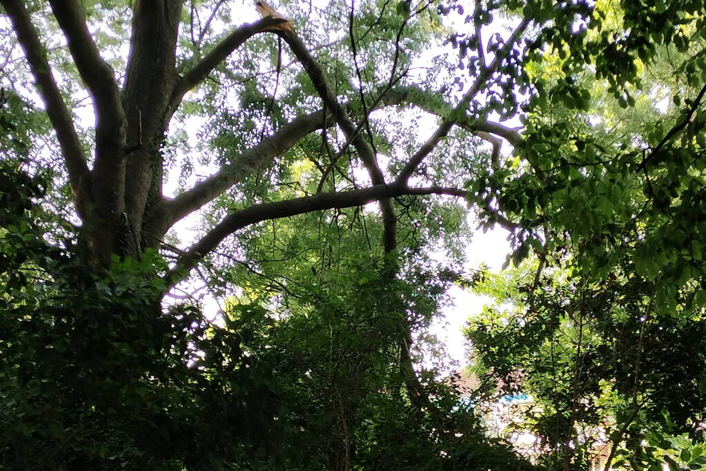 Brandweermannen verwijderen gevaarlijk hangende tak