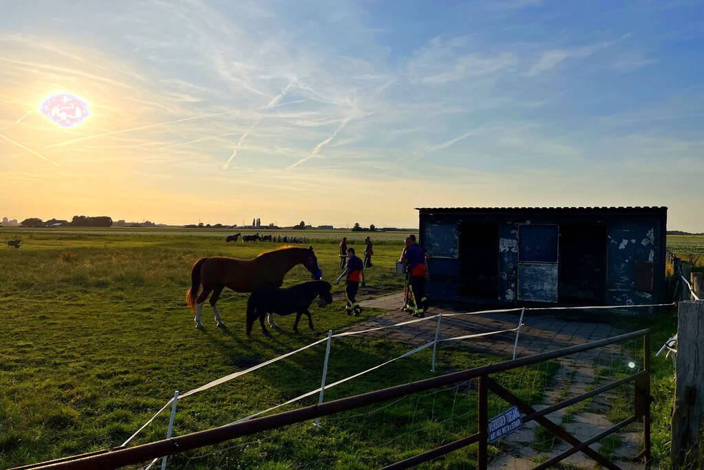 Paard uit sloot gehaald
